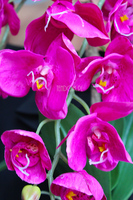 piękny storczyk Lamana w kolorze fuksji wys.59cm