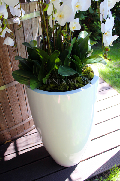ogromny storczyk Design White Grande w donicy, wys.155cm