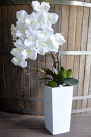 bardzo duży storczyk Emilie Grande w minimalistycznej donicy, wys.100cm