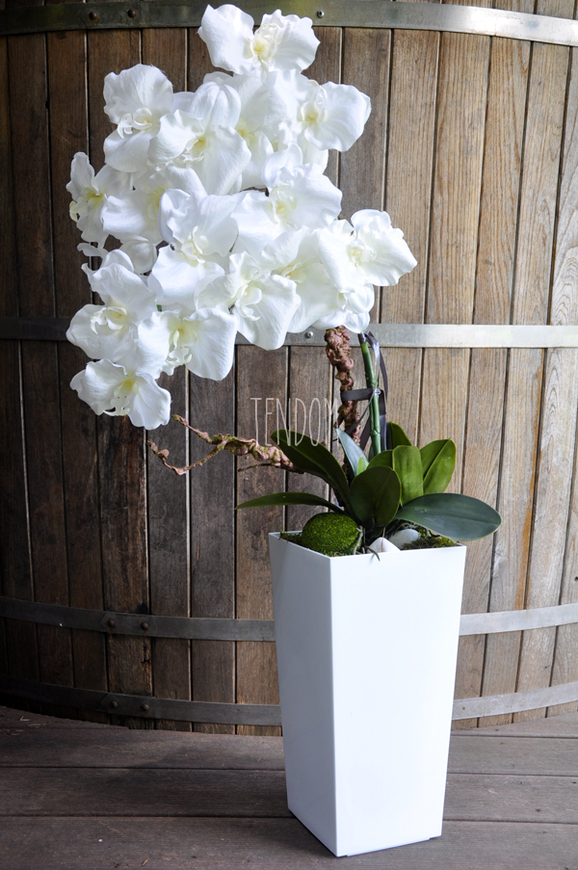 bardzo duży storczyk Emilie Grande w minimalistycznej donicy, wys.100cm