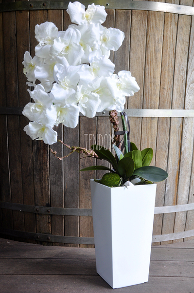 bardzo duży storczyk Emilie Grande w minimalistycznej donicy, wys.100cm