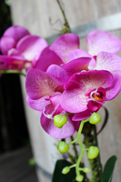 storczyk sztuczny Cleopatra, wys.60cm