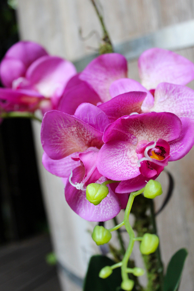 storczyk sztuczny Cleopatra, wys.60cm