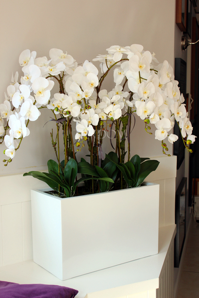 bardzo duży storczyk Hotel Design White Grande w donicy, wys.105cm 