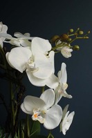 Cezaria, ekskluzywny storczyk z sukulentami, wys.78cm