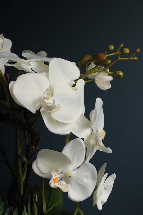 Cezaria, ekskluzywny storczyk z sukulentami, wys.78cm