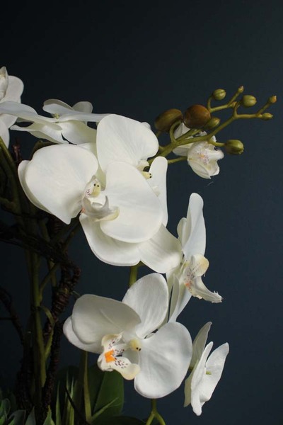 Cezaria, ekskluzywny storczyk z sukulentami, wys.78cm