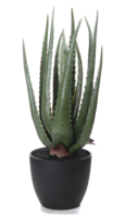 aloes Lucas, sztuczna roślina / sukulent, wys.50cm