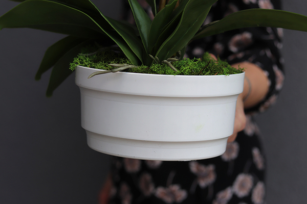 Girona storczyk w białej donicy, wys.45cm