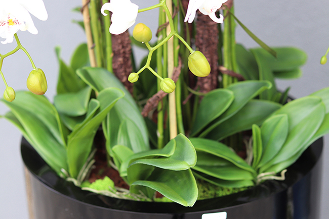 duży storczyk Design Black Grande New w donicy fiberglass, wys.155cm