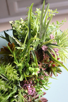 kompozycja Sukulenty Tavina w betonowej donicy, wys.30cm