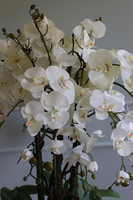 Golderia, elegancki storczyk podłogowy w złotej donicy, wys.130cm 