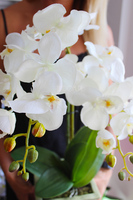 storczyk Eden w zielonkawo-kremowej donicy, wys.56cm