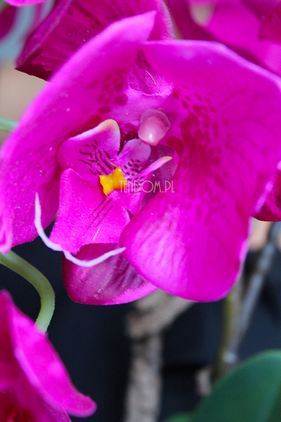 piękny storczyk Lamana w kolorze fuksji wys.59cm
