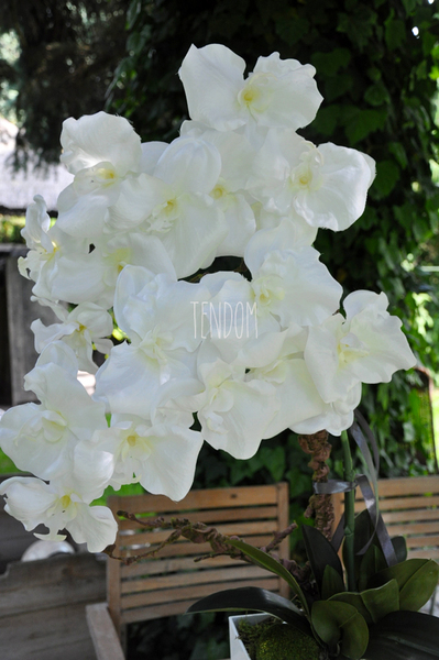 bardzo duży storczyk Emilie Grande w minimalistycznej donicy, wys.100cm