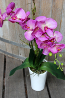 storczyk sztuczny Cleopatra, wys.60cm