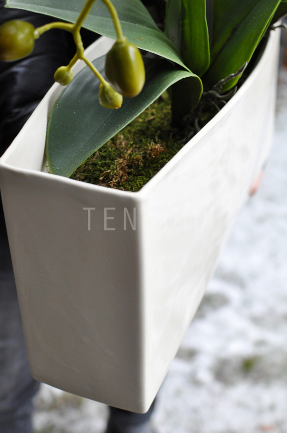 obfity storczyk Julia w minimalistycznej donicy, wys.67cm