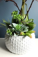 Cezaria, ekskluzywny storczyk z sukulentami, wys.78cm