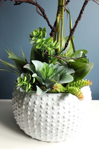 Cezaria, ekskluzywny storczyk z sukulentami, wys.78cm