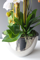 Cinderella Small, elegancki storczyk w srebrnej donicy, wys.60cm