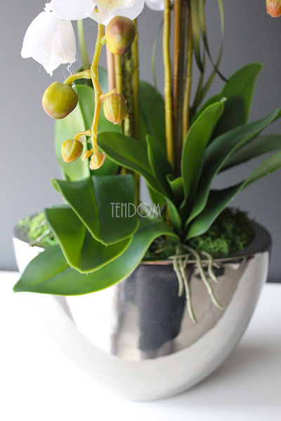 Cinderella Small, elegancki storczyk w srebrnej donicy, wys.60cm