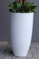 Grande Fiberglass Extra Śnieżna Biel, efektowny storczyk w białej donicy z fiberglass (połysk), wys.150cm