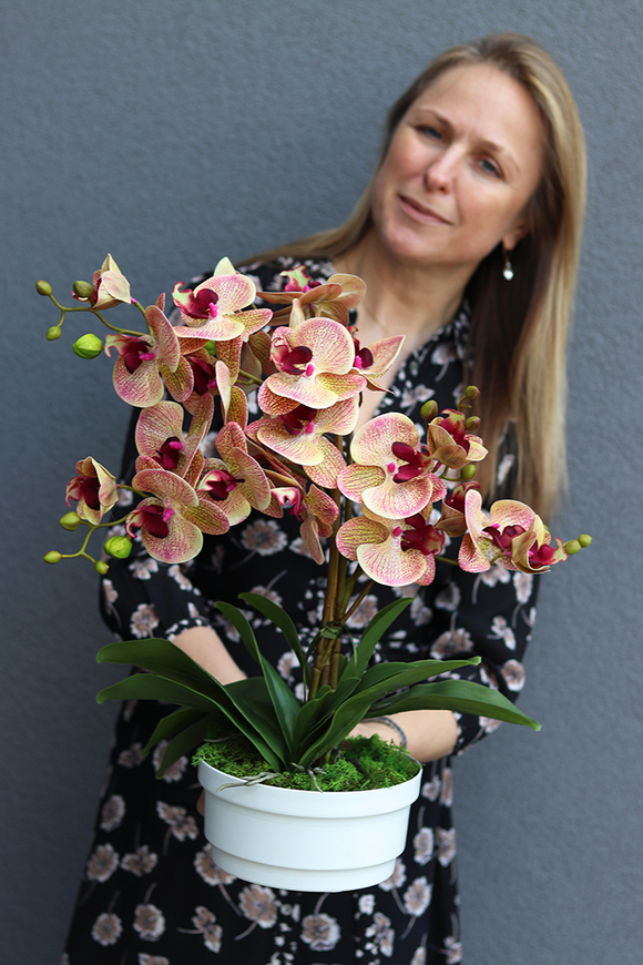 Girona storczyk w białej donicy, wys.45cm