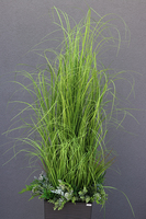 Anna Modern Grey, kompozycja z traw w dłutowanej donicy, wys.160cm 