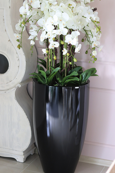 duży storczyk Design Black Grande New w donicy fiberglass, wys.155cm