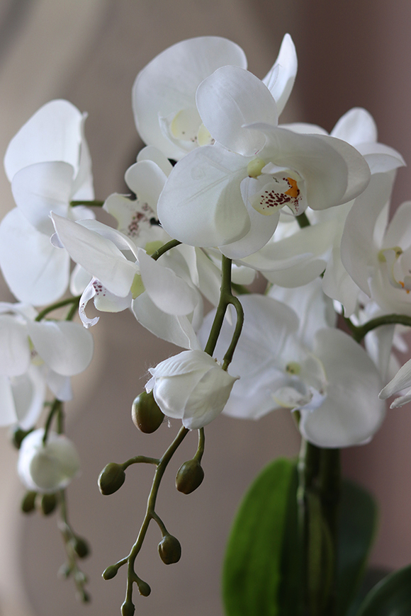 storczyk Black Japan Small w czarnej donicy, wys.37cm 