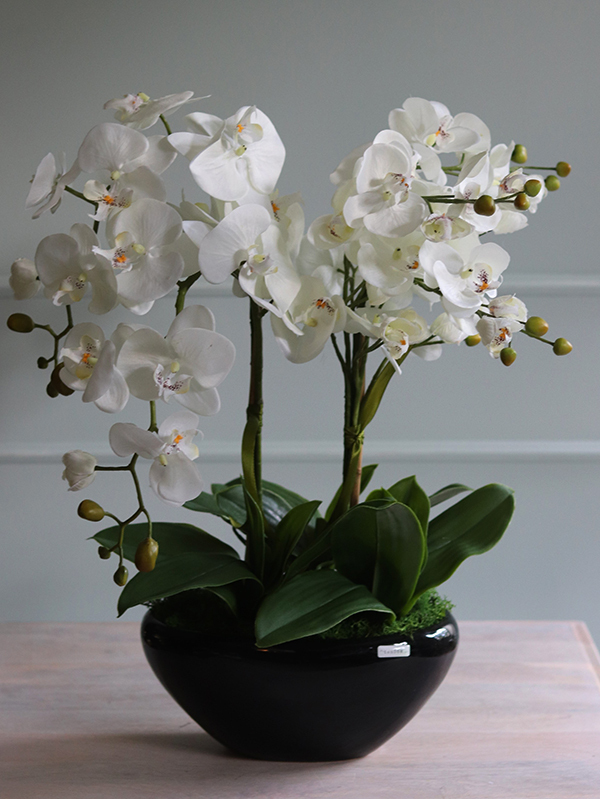 Black Sersa, elegancki storczyk w czarnej donicy, wys.61cm 