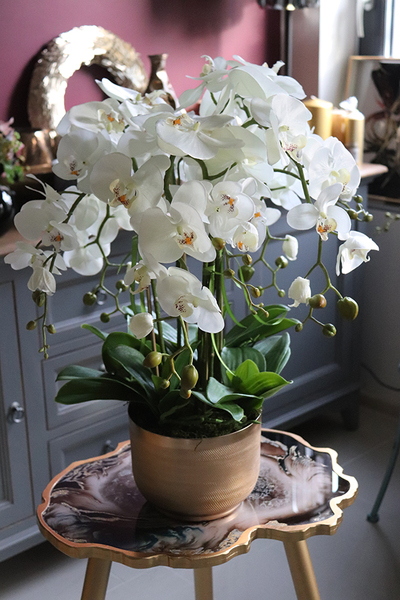 Goldie Peranoma 2, storczyk w złotej donicy, wys.41cm 