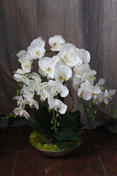 sztuczny storczyk Silver Dreams 2 w srebrnej, aluminiowej donicy, wys.68cm 