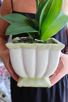 storczyk Eden w zielonkawo-kremowej donicy, wys.56cm