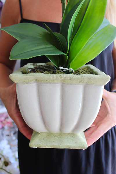 storczyk Eden w zielonkawo-kremowej donicy, wys.56cm