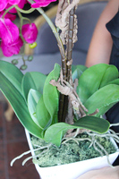 piękny storczyk Lamana w kolorze fuksji wys.59cm