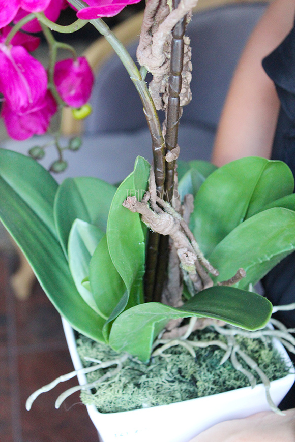 piękny storczyk Lamana w kolorze fuksji wys.59cm