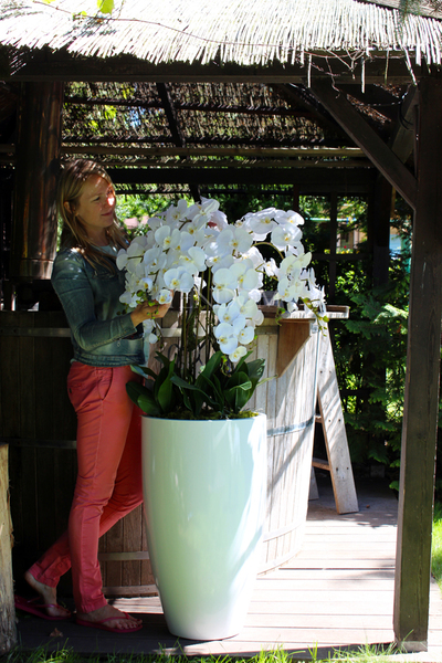 ogromny storczyk Design White Grande w donicy, wys.155cm