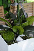 bardzo duży storczyk Emilie Grande w minimalistycznej donicy, wys.100cm