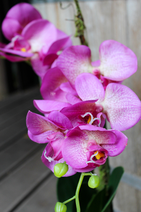 storczyk sztuczny Cleopatra, wys.60cm