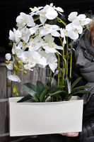 obfity storczyk Julia w minimalistycznej donicy, wys.67cm