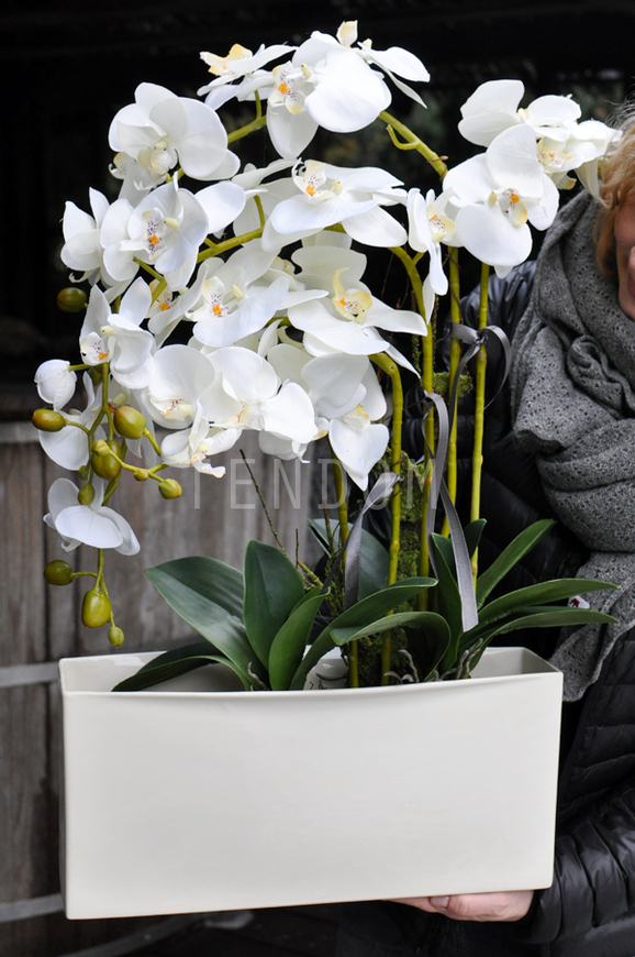 obfity storczyk Julia w minimalistycznej donicy, wys.67cm