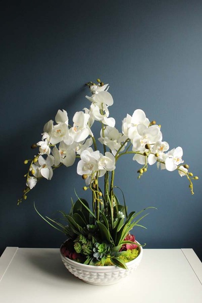 Cezaria, ekskluzywny storczyk z sukulentami, wys.78cm