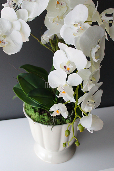 Creamosa, elegancki storczyk w kremowym pucharze, wys.72cm