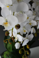 Cinderella Small, elegancki storczyk w srebrnej donicy, wys.60cm