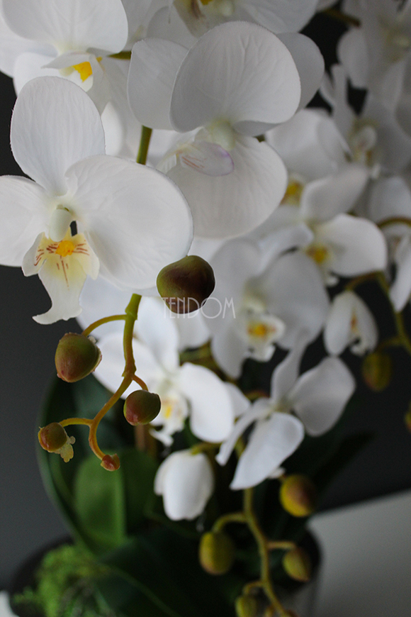 Cinderella Small, elegancki storczyk w srebrnej donicy, wys.60cm