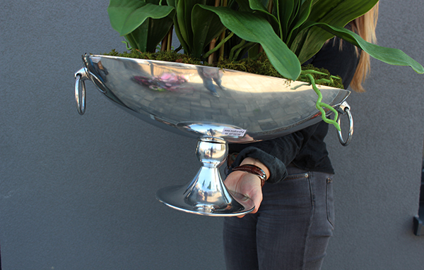 bardzo duży storczyk w eleganckim pucharze Alladino 2, wys.68cm