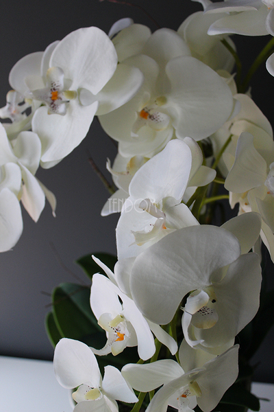Creamosa, elegancki storczyk w kremowym pucharze, wys.72cm