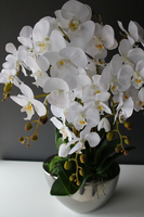 Cinderella Small, elegancki storczyk w srebrnej donicy, wys.60cm