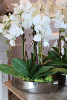 ekskluzywny storczyk Manfredo w lustrzanej donicy, wys.50cm